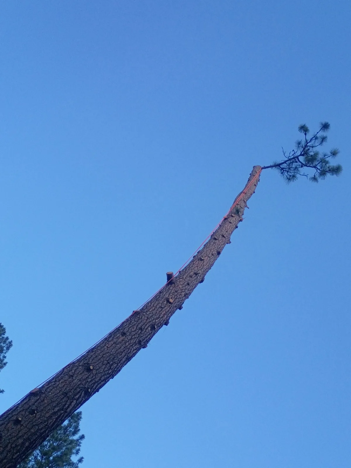Rigged spar pole used to remove a large tree in a tight Spokane backyard