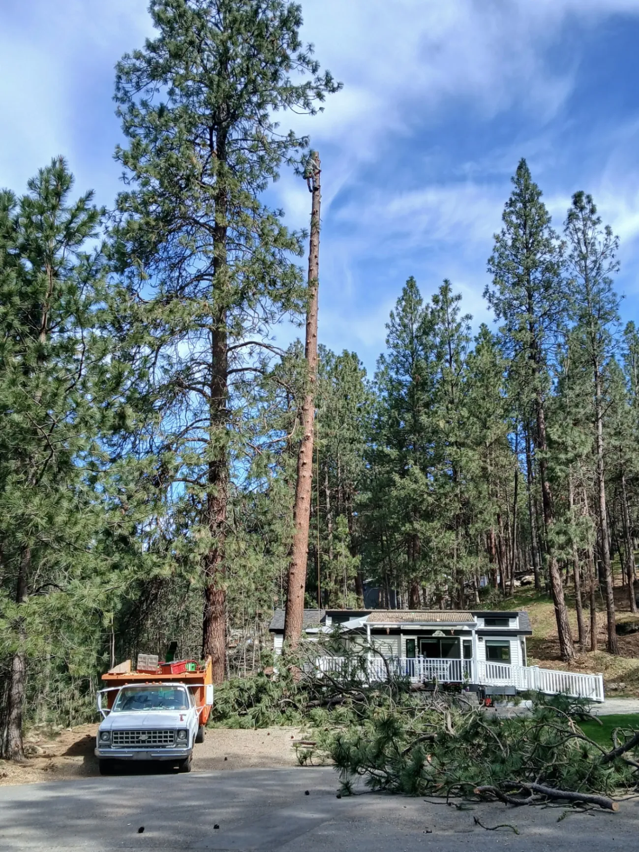 Spokane Hazardous Tree Removal climber high in a ponderosa pine above a home