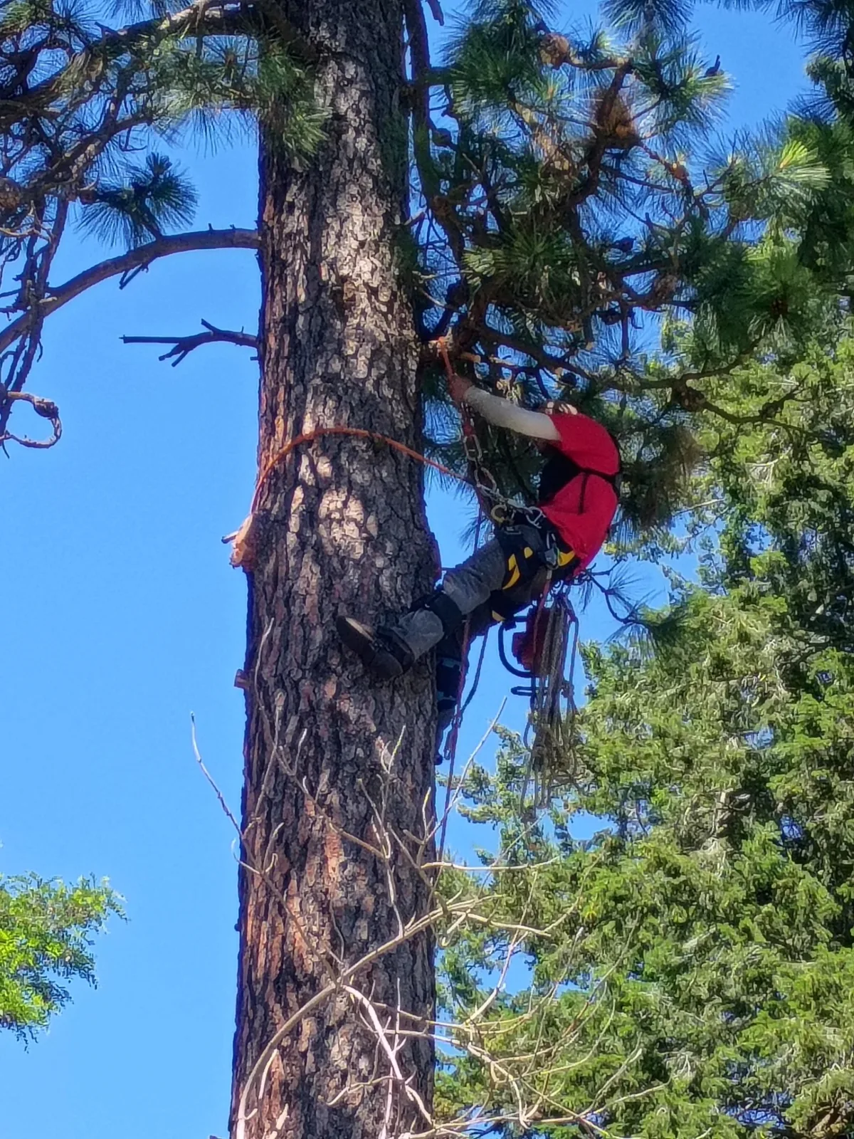 Climber rigging a pine in a confined Spokane backyard