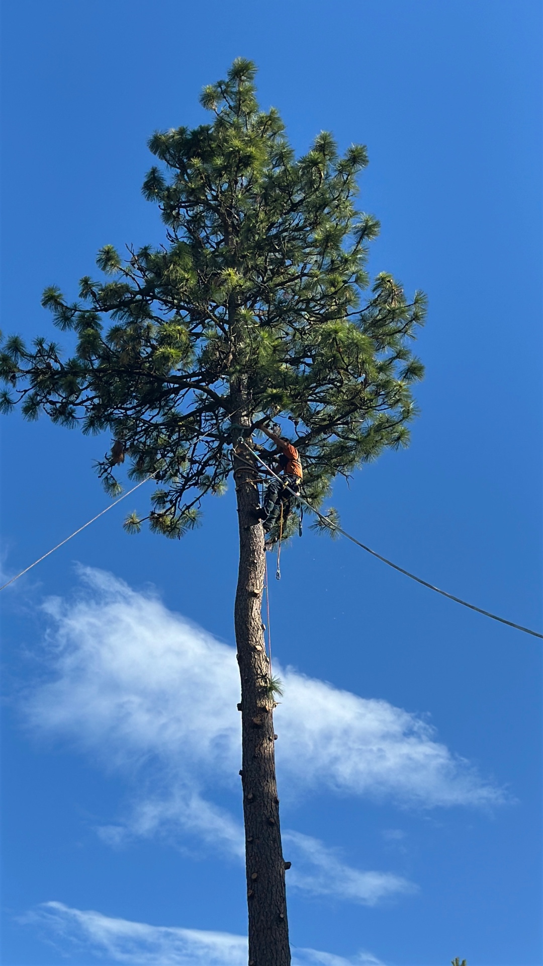 Tree climber roped into the crown of a hazardous pine on a clear day