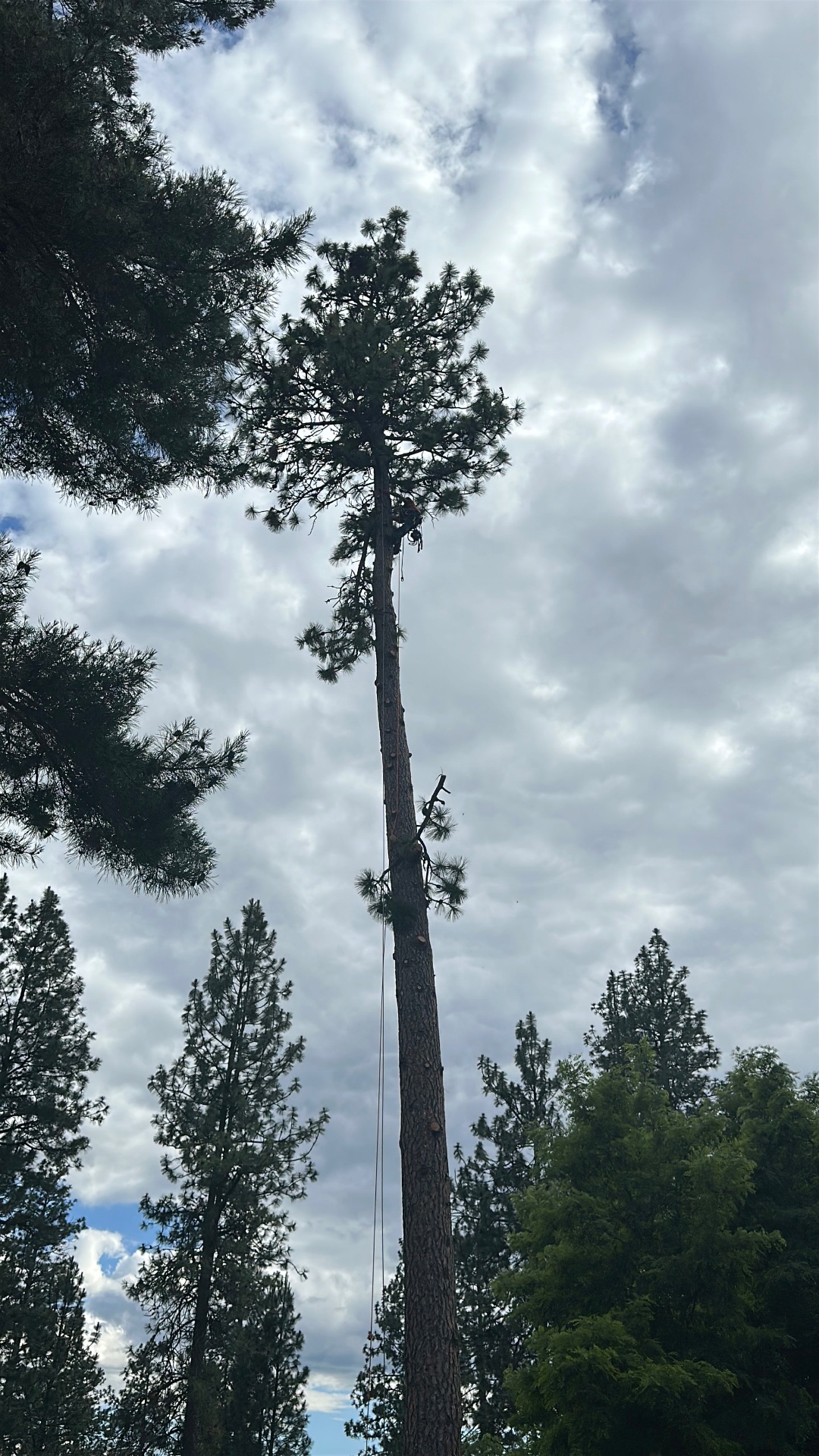 Climber ascending a tall ponderosa pine over a Spokane roofline