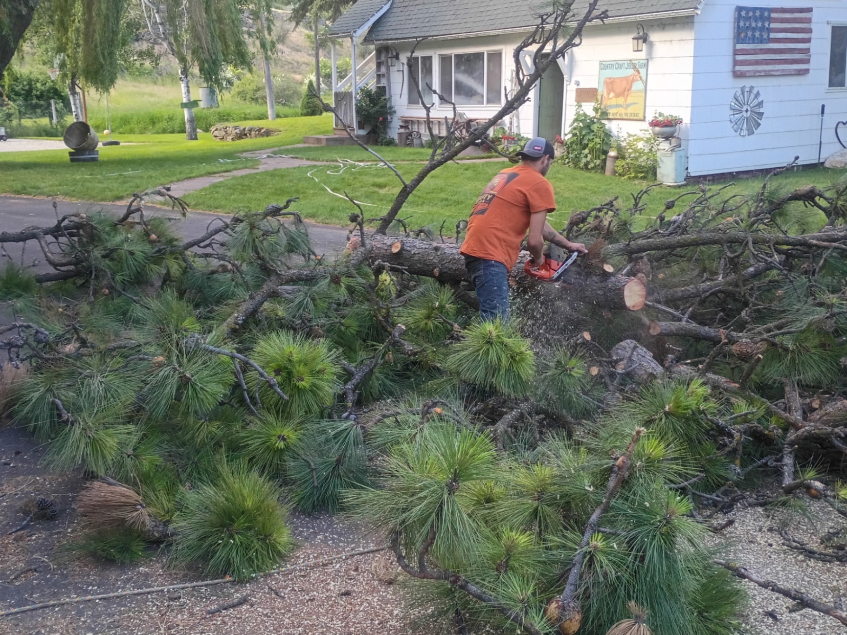 Storm-damaged pine debris being cleared from a Spokane Valley yard