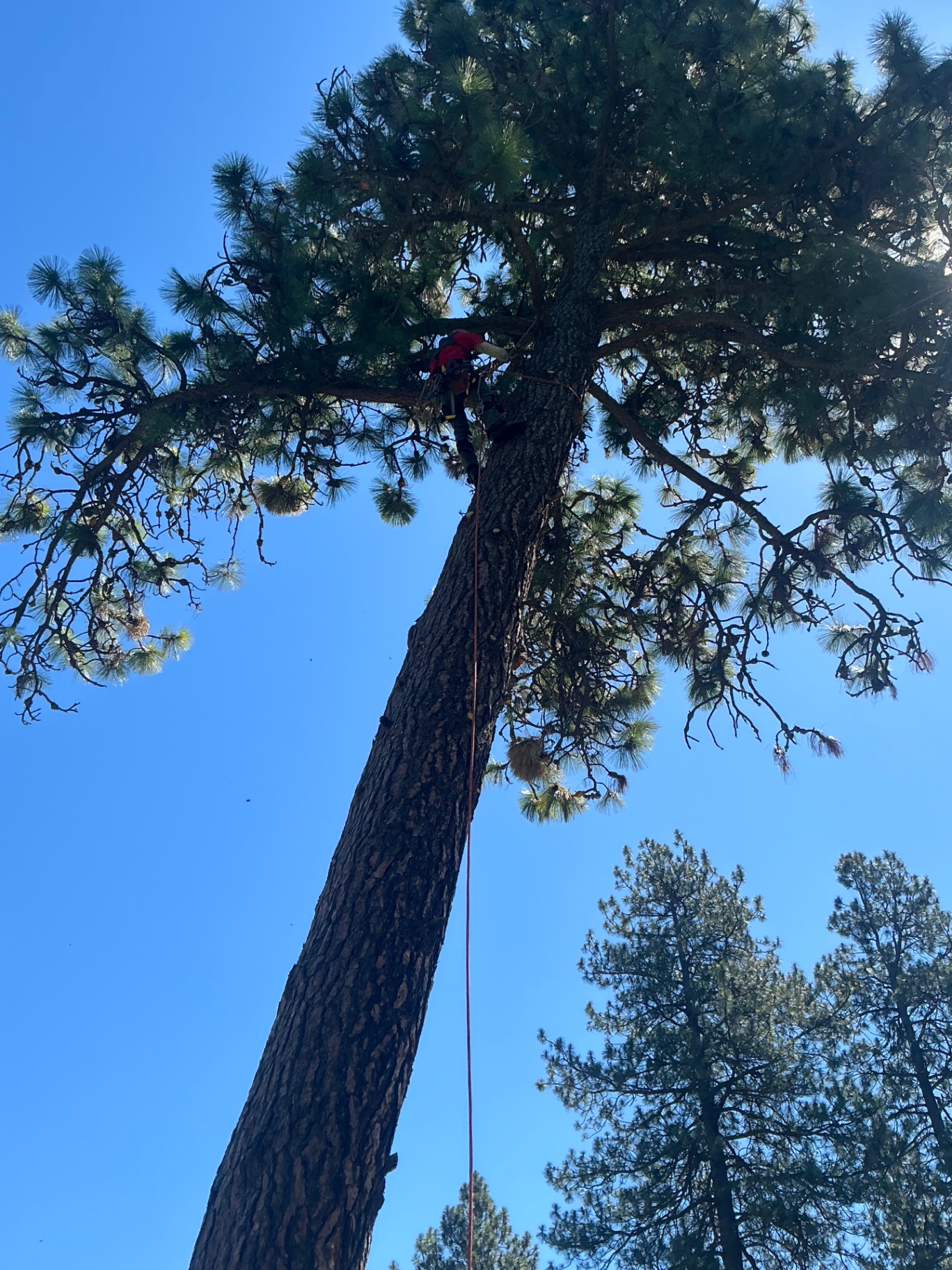 Spokane arborist climbing a tall ponderosa pine to perform a hazardous tree removal