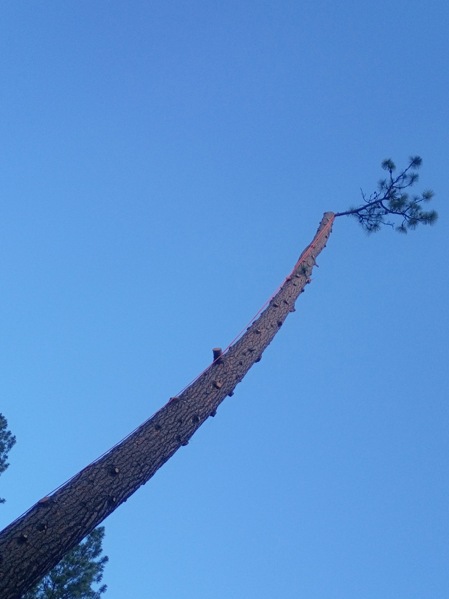 Rigging line attached near the top of a tall storm-damaged ponderosa pine being sectioned down