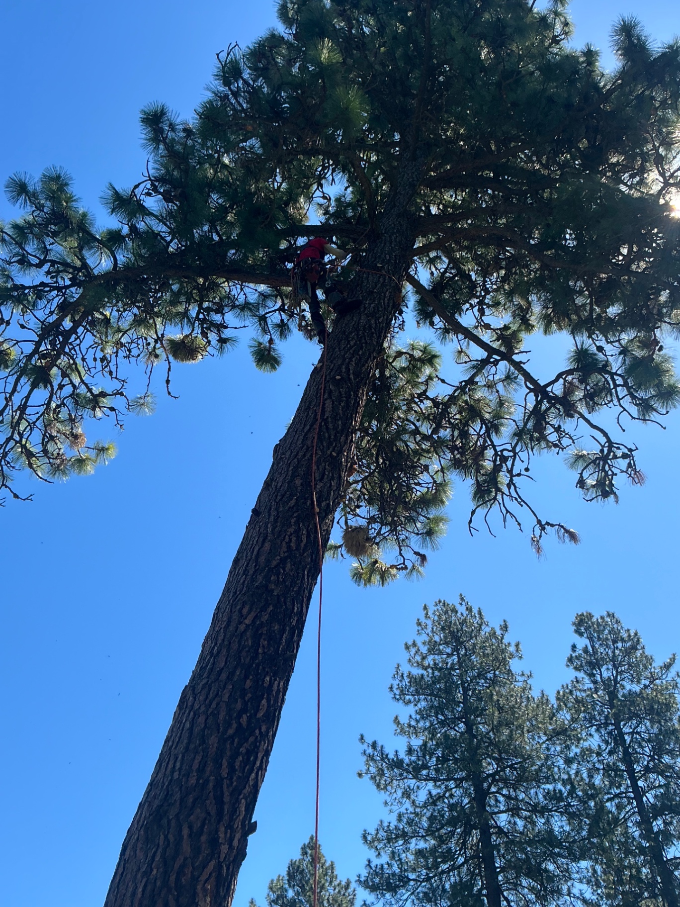 Climber removing dead limbs from a mature pine canopy in Spokane