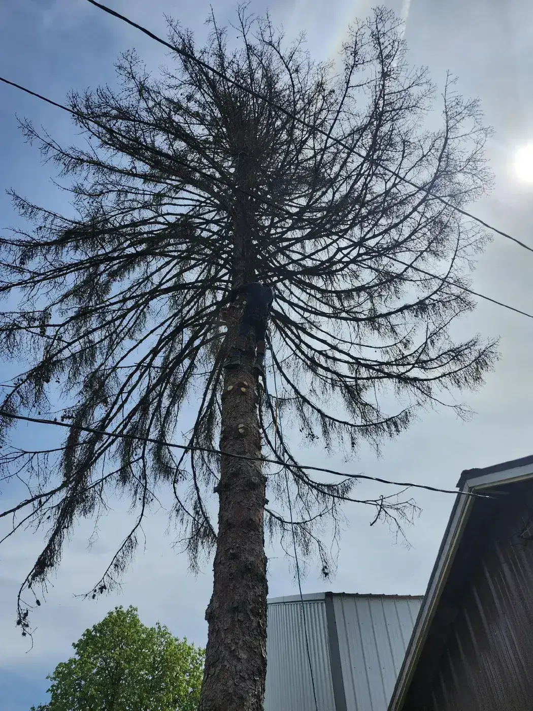 Climber rigging and removing a dead pine tree near power lines in Spokane WA