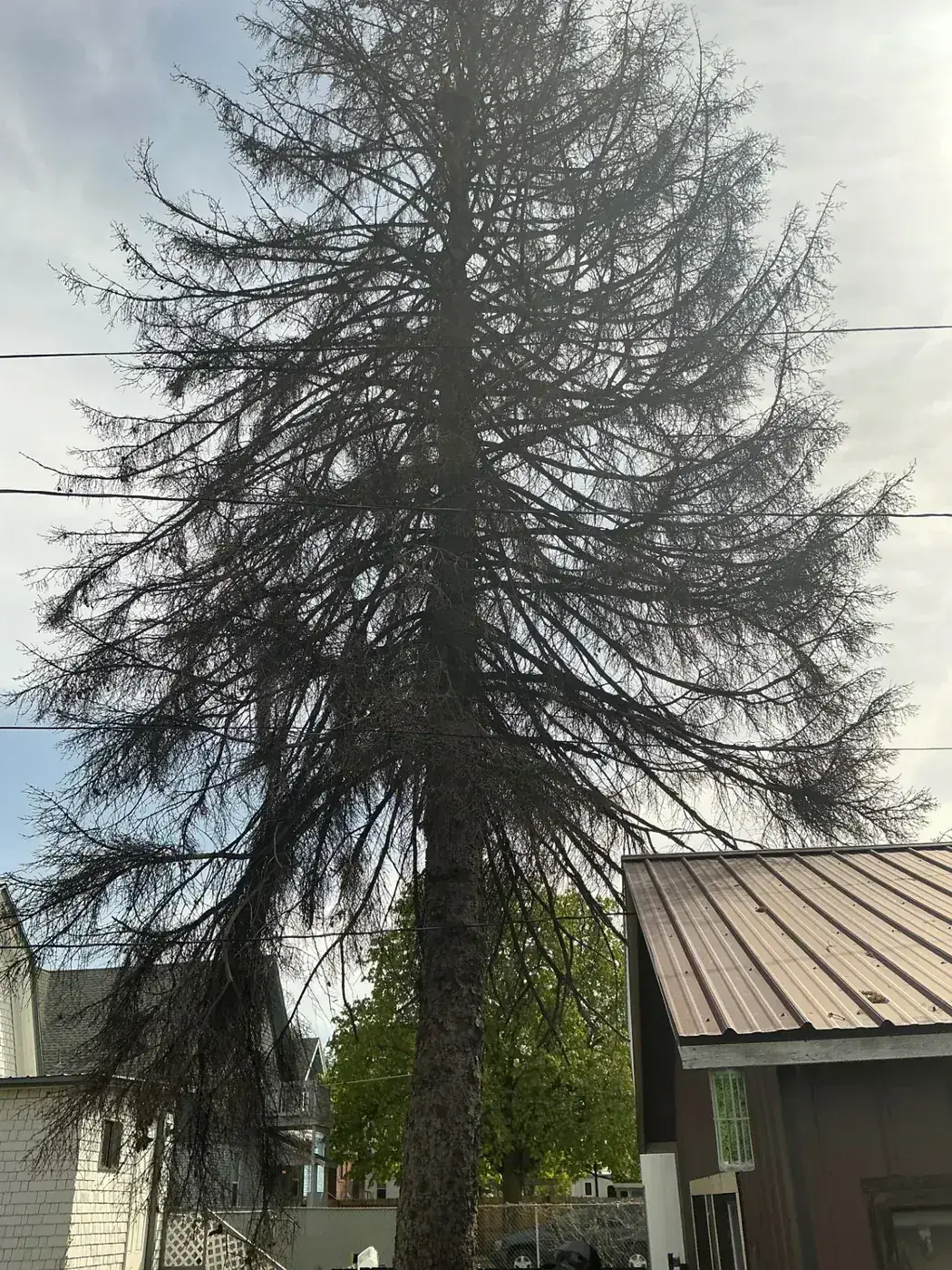 Dead ponderosa pine standing dangerously close to a Spokane home before hazardous tree removal