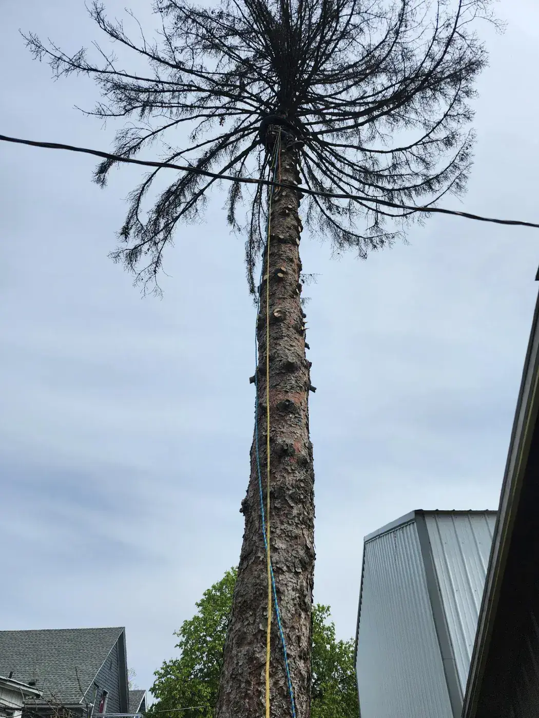 Tree climber topping the crown of a dead pine high above power lines during a Spokane hazardous tree removal