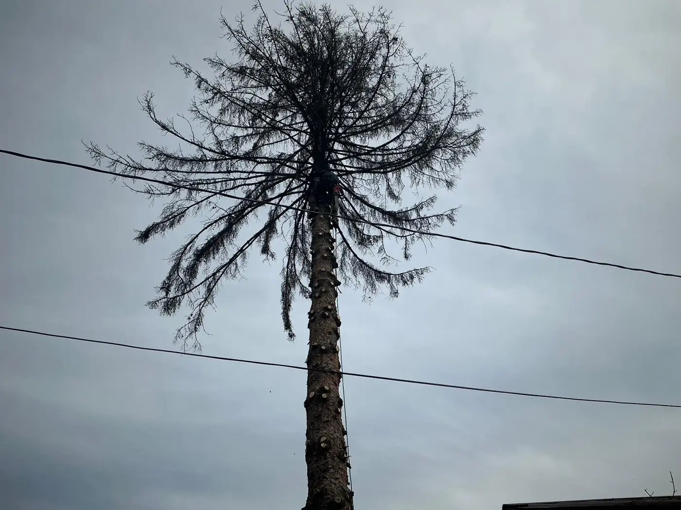 Climber removing a dead pine standing near utility lines in Spokane WA