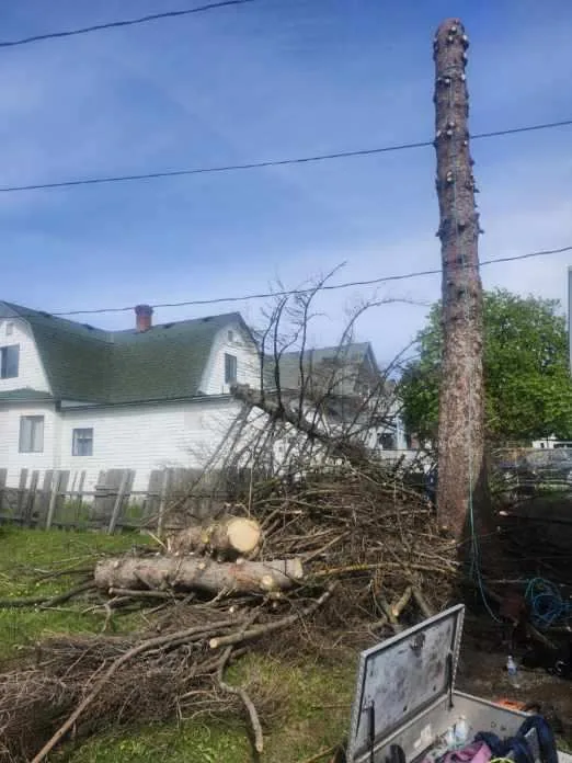 Hazardous pine fully limbed down to a bare trunk ready to fell, with debris piled in a Spokane yard