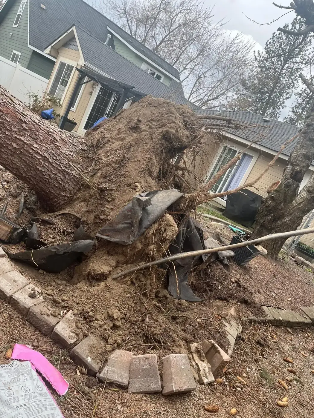 Storm-uprooted tree leaning against a Spokane home with exposed root ball